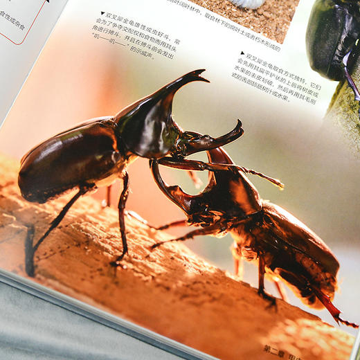 小学生昆虫大图鉴-分销 商品图2