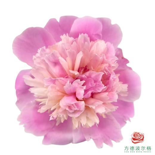 芍药-果汁冻 5枝1扎 商品图0