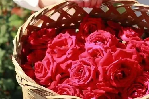 【鲜泡玫瑰醋】 玫瑰花香与醋香交织 浓郁醇厚酸甜开胃 商品图6