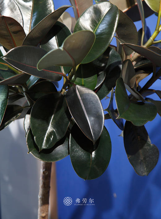 黑金刚 商品图1