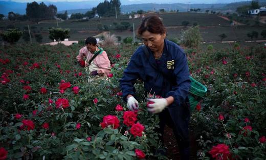 【鲜泡玫瑰醋】 玫瑰花香与醋香交织 浓郁醇厚酸甜开胃 商品图8