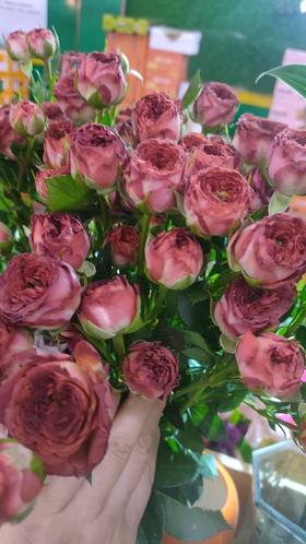 巧克力泡泡一大捆