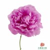 芍药-晴雯 5枝1扎 商品缩略图0