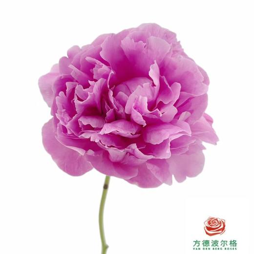 芍药-晴雯 5枝1扎 商品图0