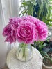 伽玛芍药花大花头5支 商品缩略图3