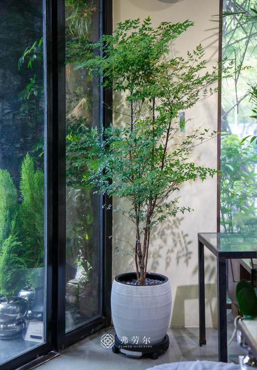 南天竹 商品图0