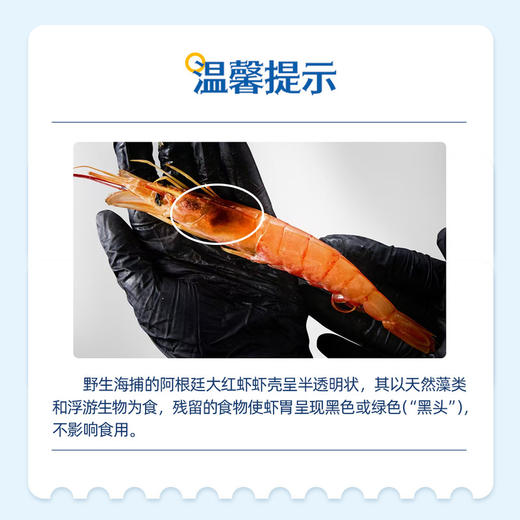 MM 山姆 船冻阿根廷大红虾 2kg 商品图3