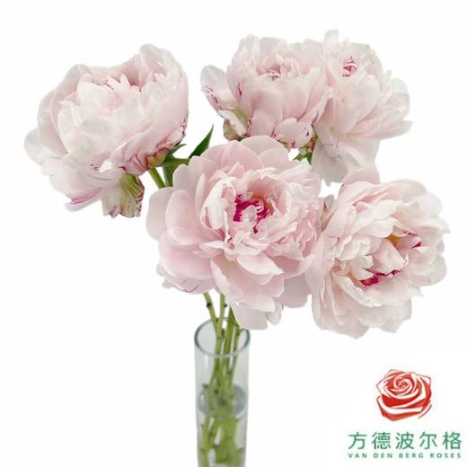 芍药-雪原红星 5枝1扎 商品图1