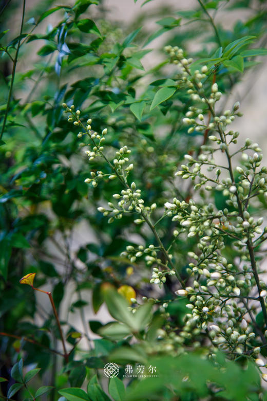 南天竹 商品图1