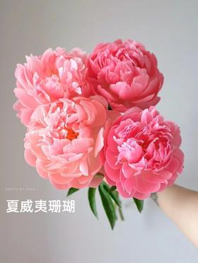 夏威夷珊瑚芍药花5支