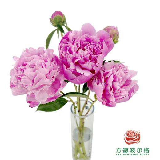 芍药-玉芙蓉 5枝1扎 商品图0