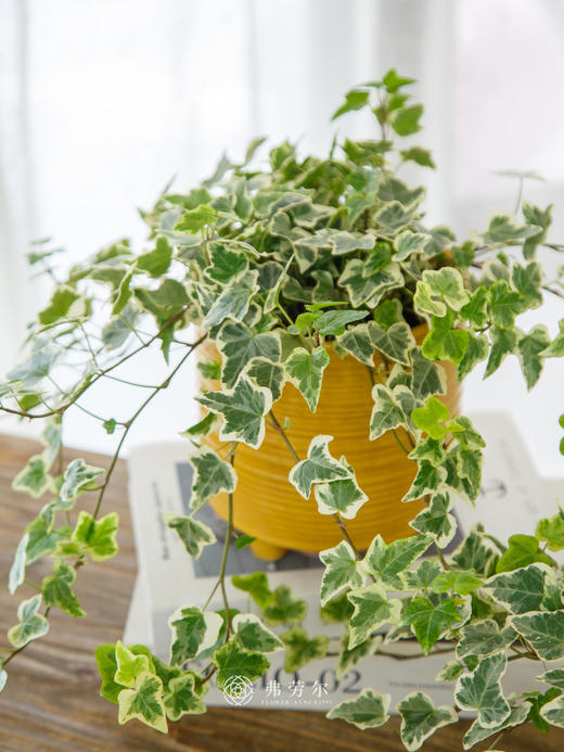 常春藤 商品图0