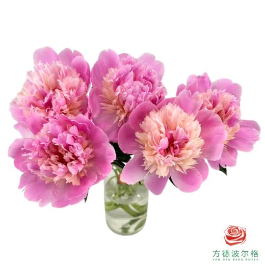 芍药-果汁冻 5枝1扎 商品图1