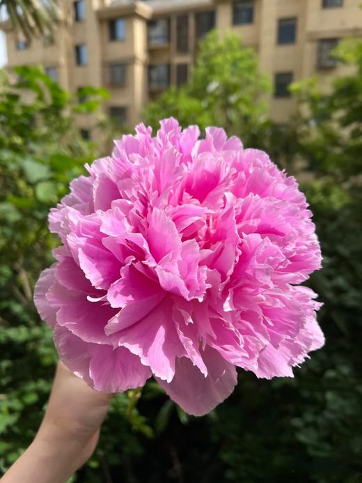 伽玛芍药花大花头5支 商品图1