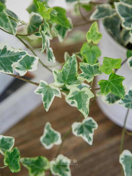 常春藤 商品图3
