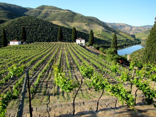 葡萄牙“酒王”~翠莎酒庄，世界百大酒庄第三名，葡萄牙米其林餐厅的“宠儿” 商品图4