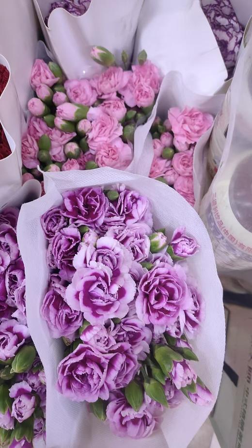 多头康乃馨一捆 商品图0