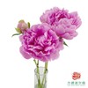 芍药-晴雯 5枝1扎 商品缩略图1