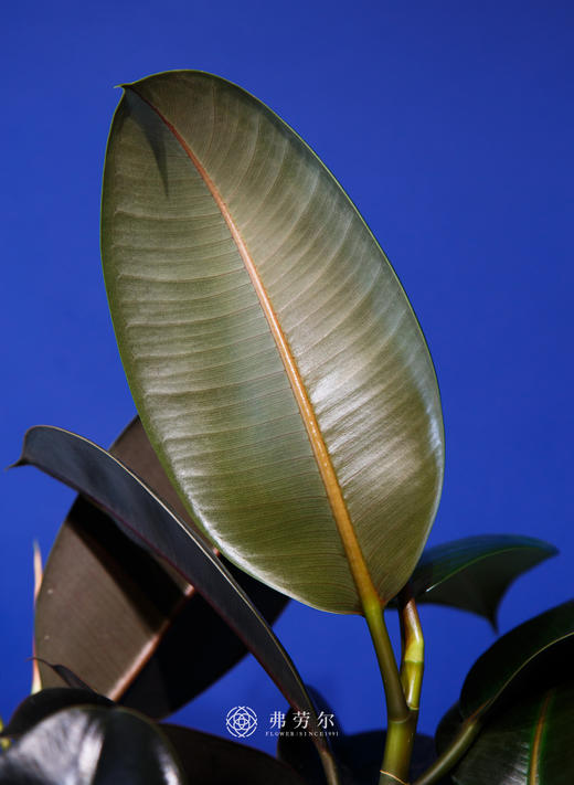 黑金刚 商品图2