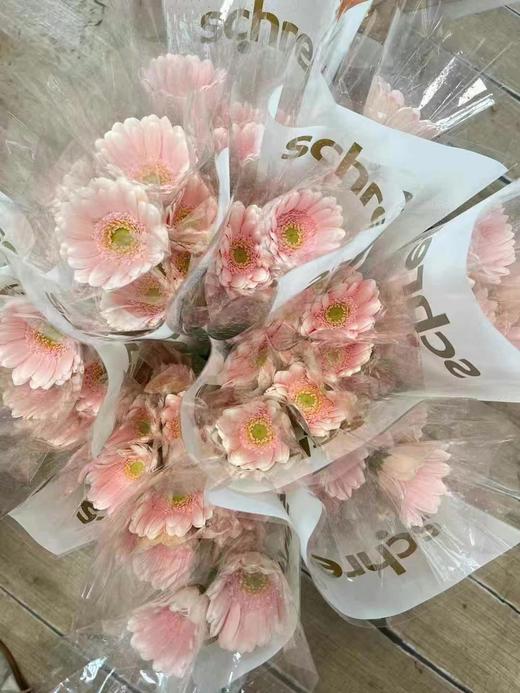 精品花材华沙非洲菊10支 商品图1