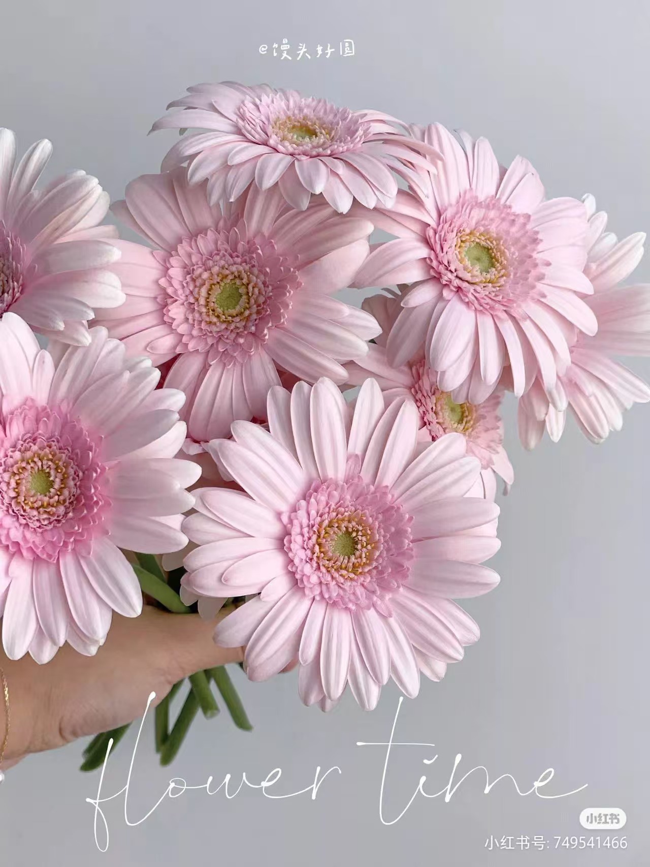 精品花材华沙非洲菊10支