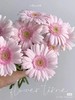 精品花材华沙非洲菊10支 商品缩略图0