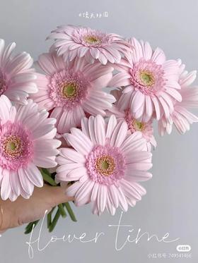 精品花材华沙非洲菊10支