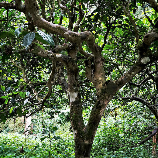 12月4日上午9点【拼团购】【古树金叶】2025年头春头采古树黄金叶“口粮的天花板”价格亲民老茶客手中的宝物200克/饼 5饼/提 商品图8