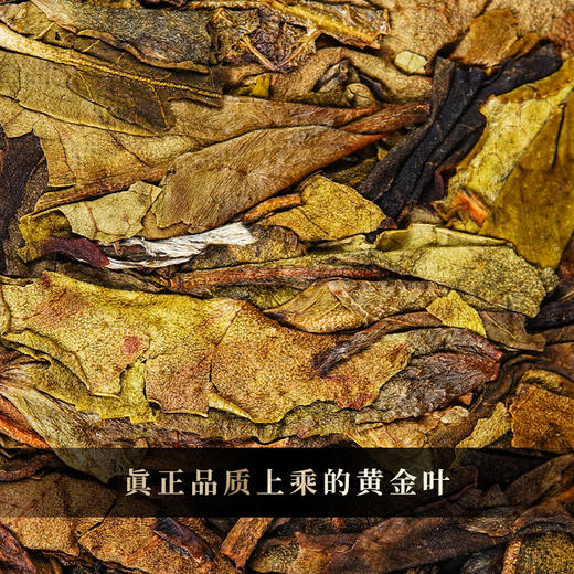 12月4日上午9点【拼团购】【古树金叶】2025年头春头采古树黄金叶“口粮的天花板”价格亲民老茶客手中的宝物200克/饼 5饼/提 商品图9