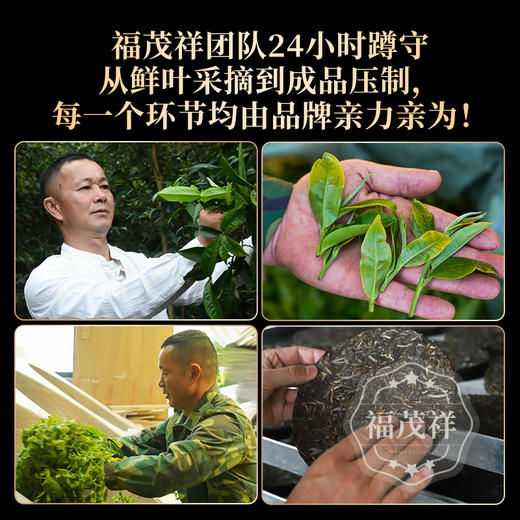 【2025年春茶预售】【曼松母树】皇家御用13棵古树 全球仅13棵限量臻藏 2025年春茶云南易武茶区曼松茶树始祖普洱生茶古树纯料茶饼357g 商品图1