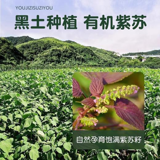 有机紫苏油100ml起 冷榨纯紫苏籽油 含α-亚麻酸  商品图2