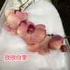 蝴蝶兰 | 欣欣向荣（可能有轻微瑕疵不售后，介意慎拍） 商品缩略图1