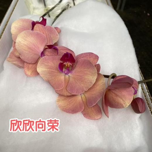蝴蝶兰 | 欣欣向荣（可能有轻微瑕疵不售后，介意慎拍） 商品图1