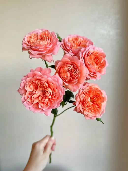 国产多头玫瑰花杏色果汁阳台10支 商品图1