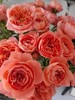 国产多头玫瑰花杏色果汁阳台10支 商品缩略图2