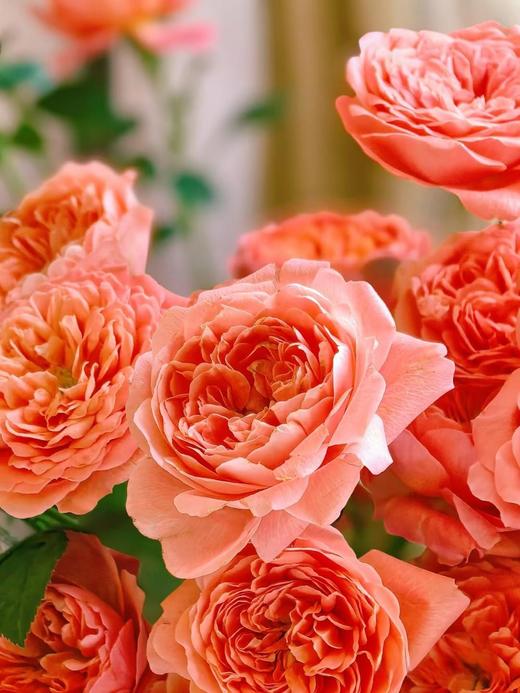 国产多头玫瑰花杏色果汁阳台10支 商品图6