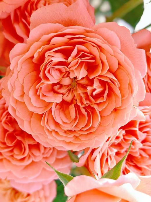 国产多头玫瑰花杏色果汁阳台10支 商品图5