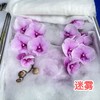 蝴蝶兰 | 迷雾（可能有轻微瑕疵不售后，介意慎拍） 商品缩略图0