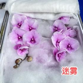 蝴蝶兰 | 迷雾（可能有轻微瑕疵不售后，介意慎拍）