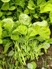 苋菜 商品缩略图1