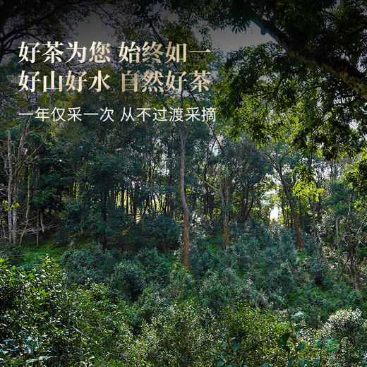 【瑶族秘境单株】易武茶区头春头采单株古茶，易武中枢古寨春独享高杆古茶性价比之巅357克/饼拍5发6拍20发25 商品图2
