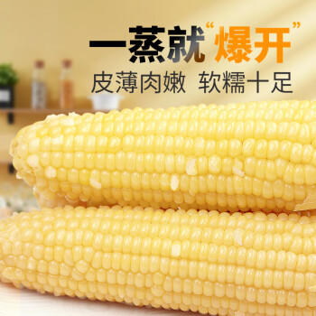 轻语拾光【张家口产地】白糯玉米段 3.6斤（180g*10根）源头直发包邮 /粮油调味 /杂粮 /谷米类 商品图2