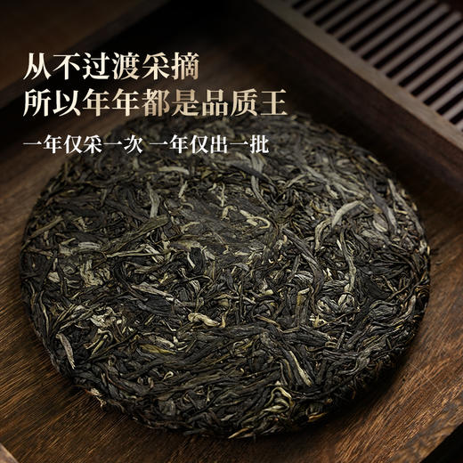 【瑶族秘境单株】易武茶区头春头采单株古茶，易武中枢古寨春独享高杆古茶性价比之巅357克/饼拍5发6拍20发25 商品图1