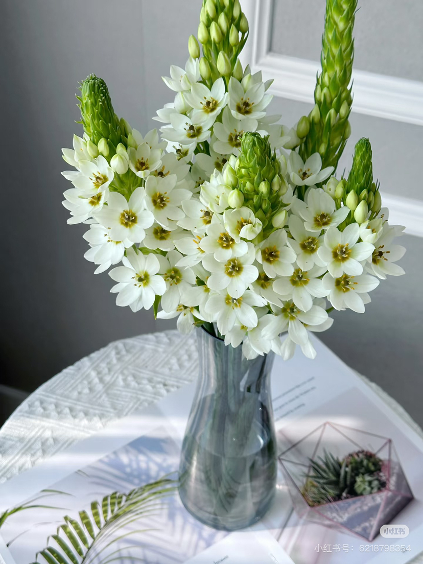 预售8号到货 圣心百合支长45厘米 一扎5支