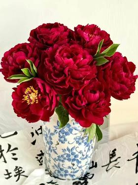 芍药花老忠诚5支