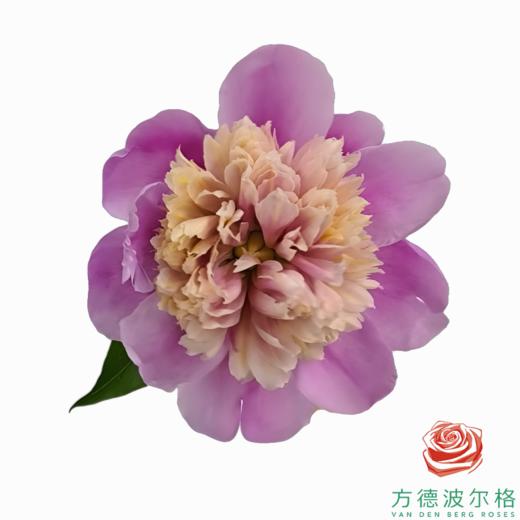 芍药 莲台 5枝/扎 商品图0