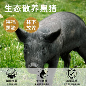 食光好忙黑猪油300g 罐装 古法熬制家用炒菜拌饭拌面起酥油 /粮油调味 /调味品 /火锅底料/蘸料