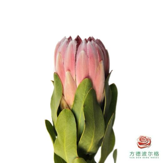 公主 卡尼  1枝 商品图0