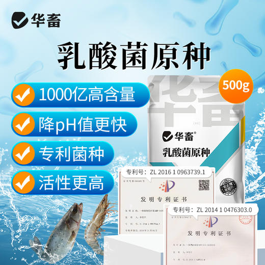 华畜 乳酸菌原种 可扩100斤菌液 1000亿高含量 降pH值更快 专利菌种 活性更高 商品图0