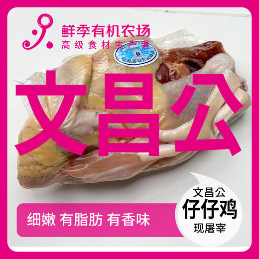 散养 文昌公仔仔鸡 童子鸡 75-95日龄不低于650克 表皮油脂丰富 商品图0